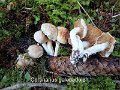 Cortinarius galeobdolon-amf533
